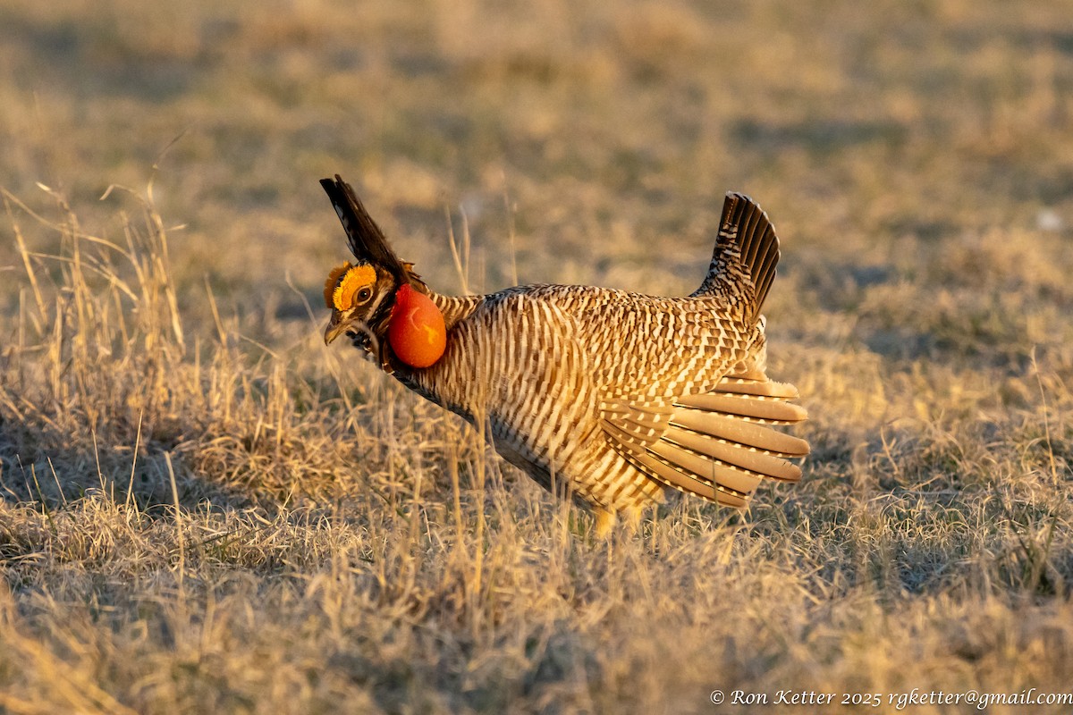 Lesser Prairie-Chicken - ML628828882