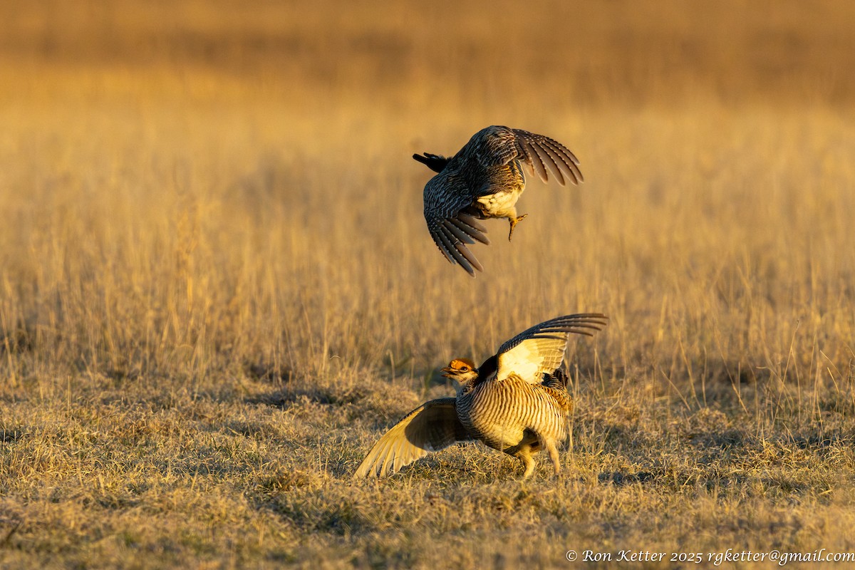 Lesser Prairie-Chicken - ML628828883