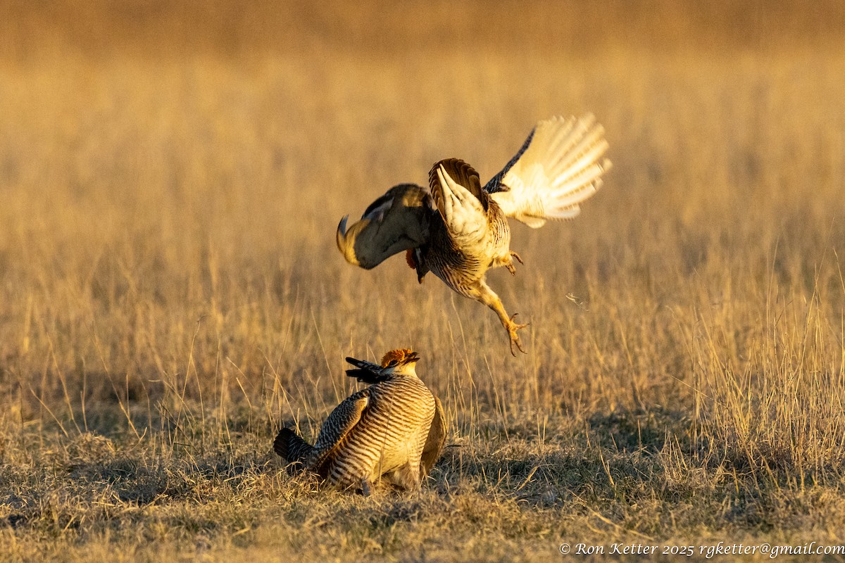 Lesser Prairie-Chicken - ML628828884