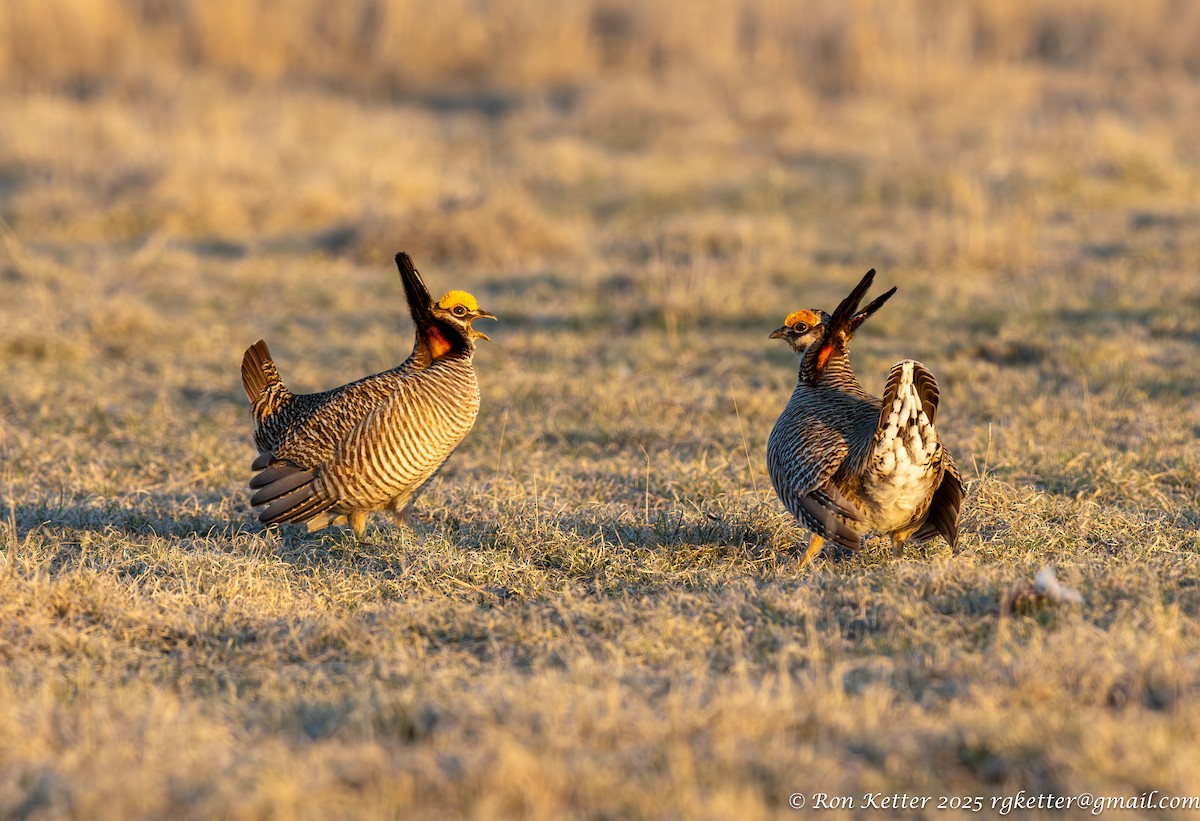 Lesser Prairie-Chicken - ML628828885