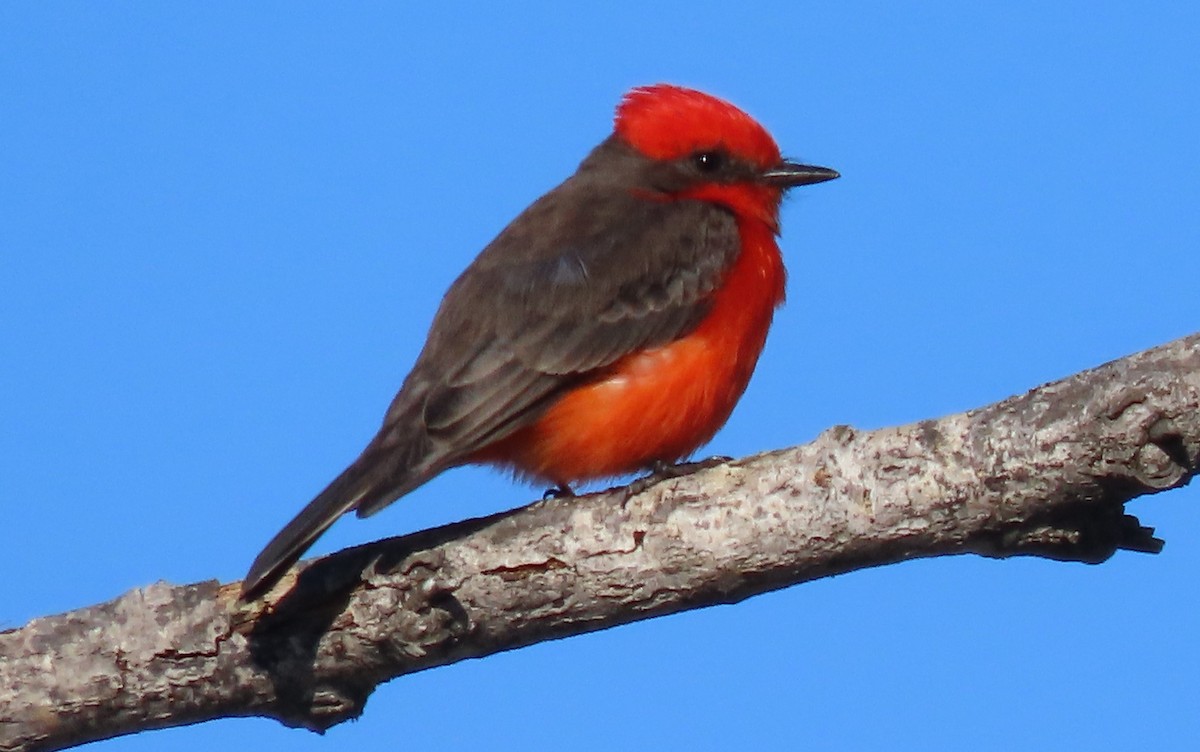 Vermilion Flycatcher - ML628828887