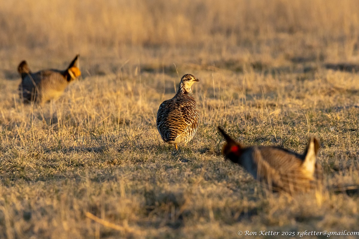 Lesser Prairie-Chicken - ML628828888