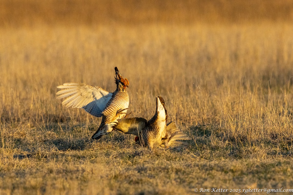 Lesser Prairie-Chicken - ML628828889