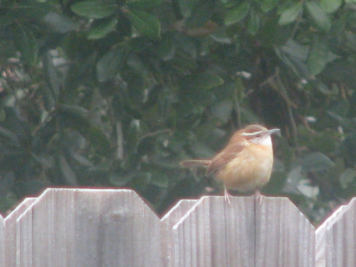 Karolina Çıtkuşu - ML628828901