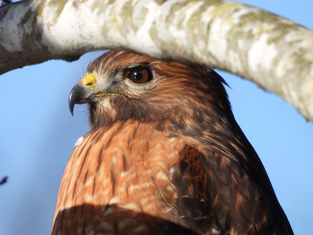 Red-shouldered Hawk - ML628828940