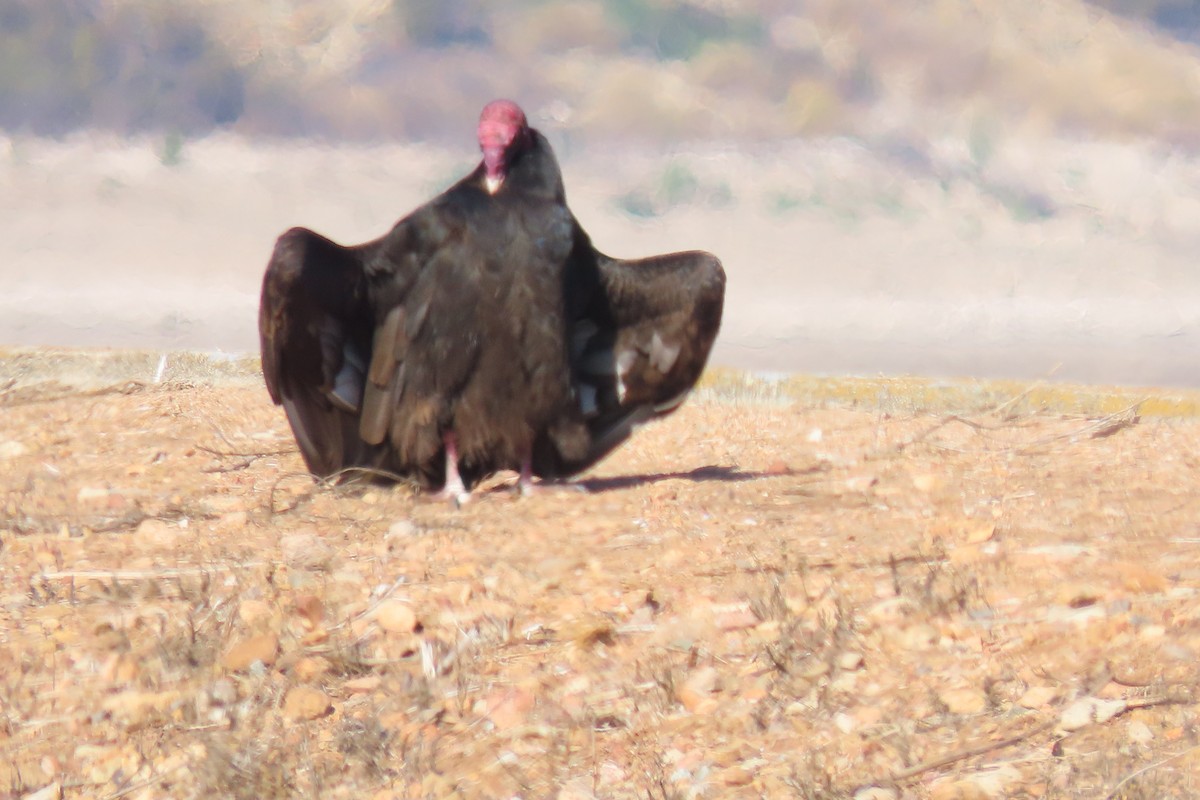 Turkey Vulture - ML628828941