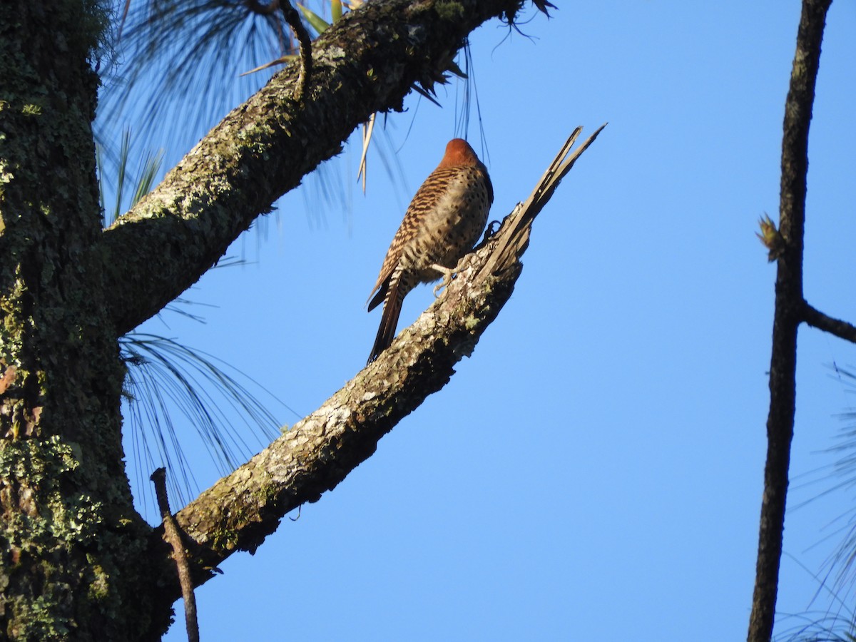 Guatemalan Flicker - ML628828978