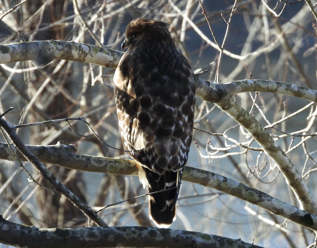 Red-shouldered Hawk - ML628829032