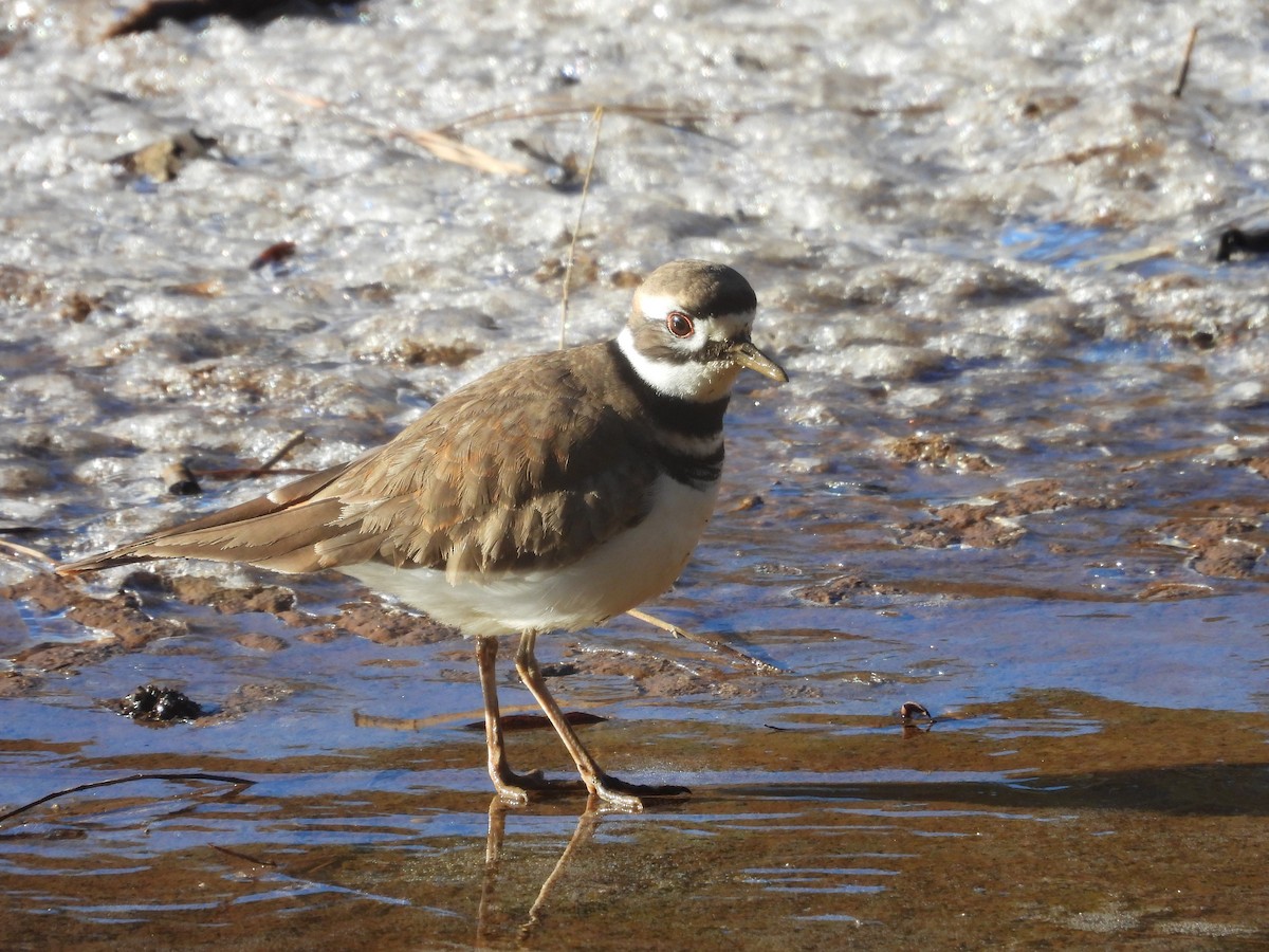 Killdeer - ML628829056