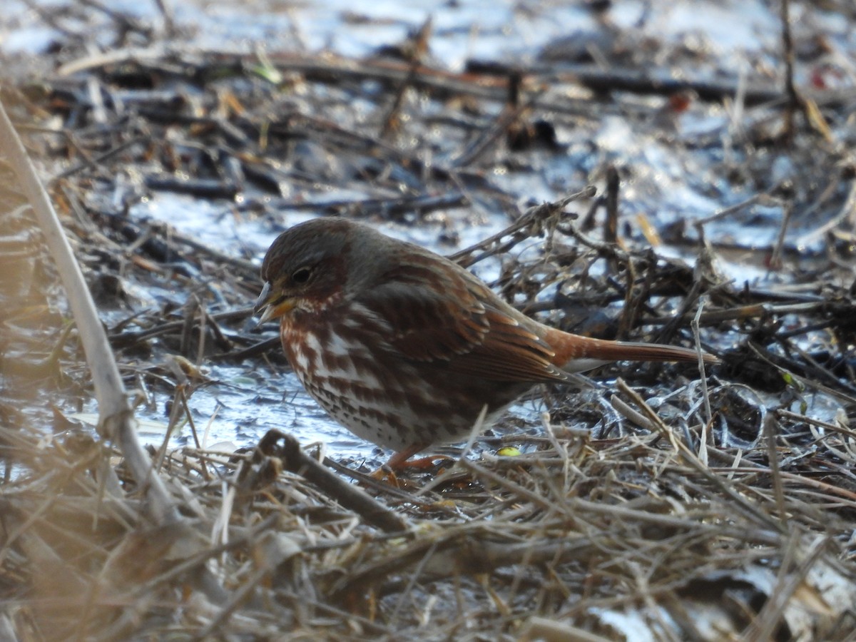 Fox Sparrow - ML628829097