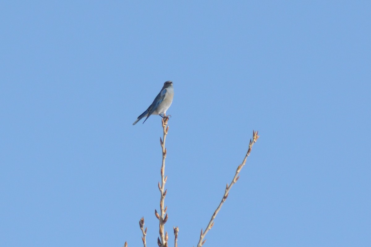 Mountain Bluebird - ML628829098