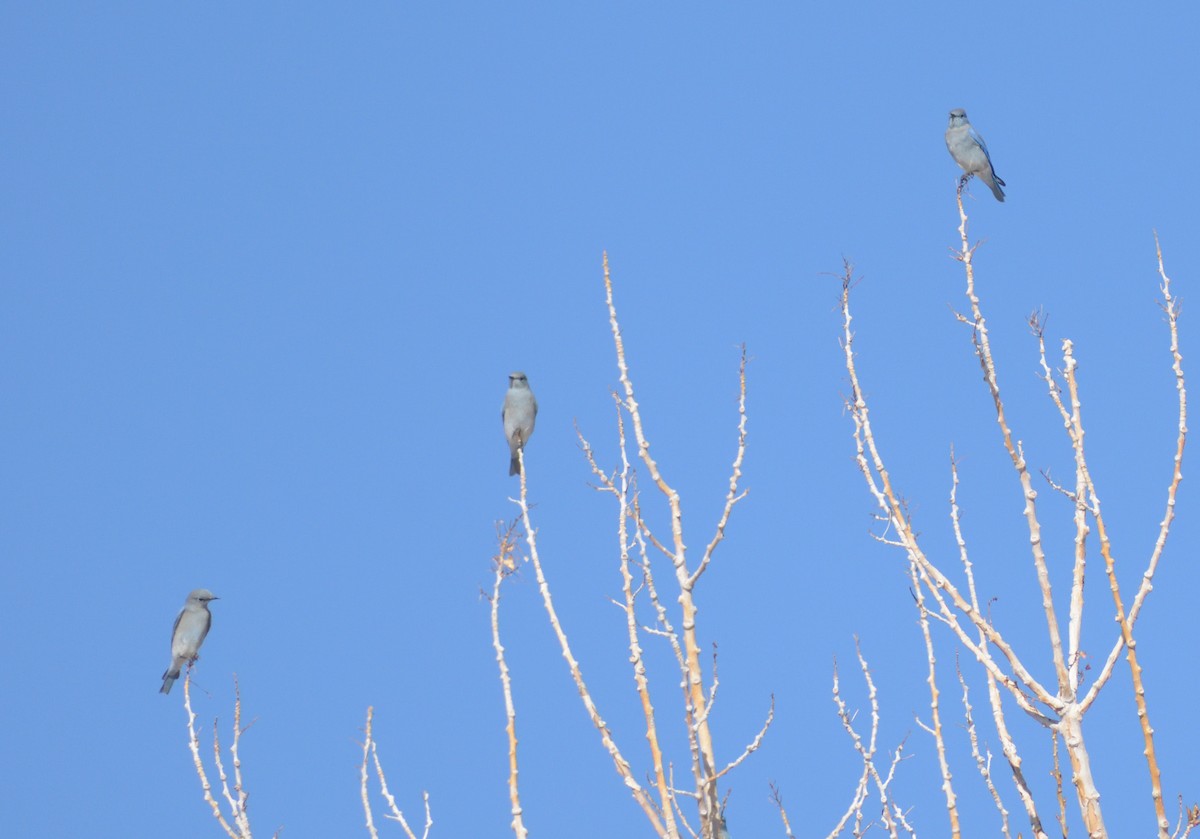 Mountain Bluebird - ML628829123