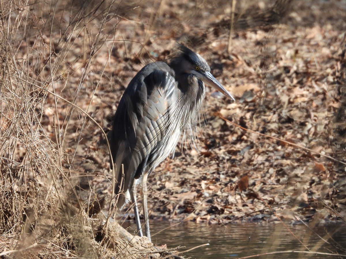 Great Blue Heron - ML628829139