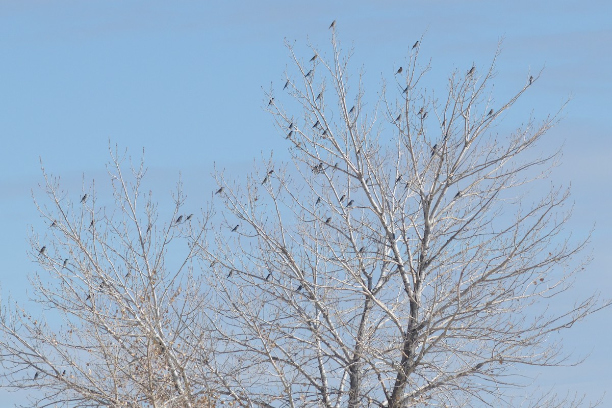 Mountain Bluebird - ML628829145