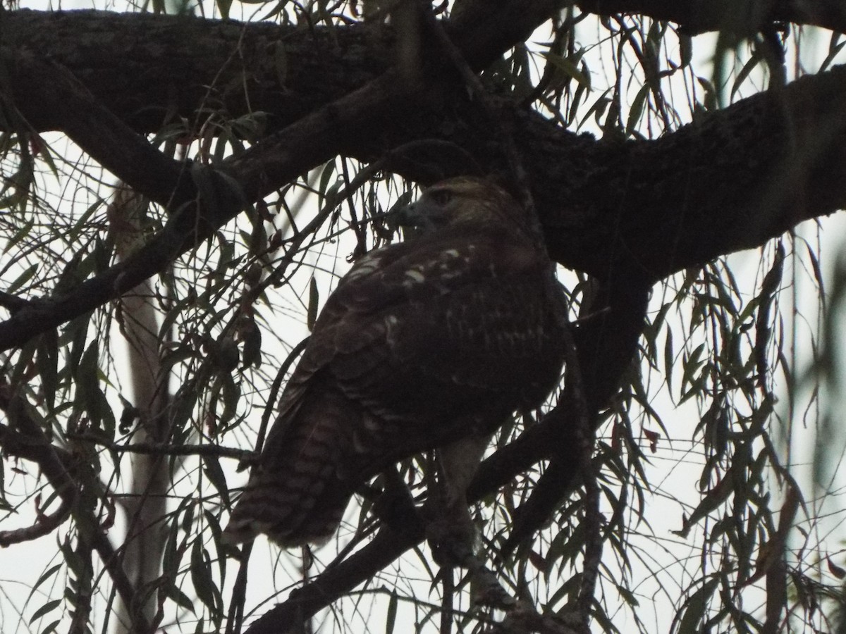 Red-tailed Hawk (borealis) - ML628829157