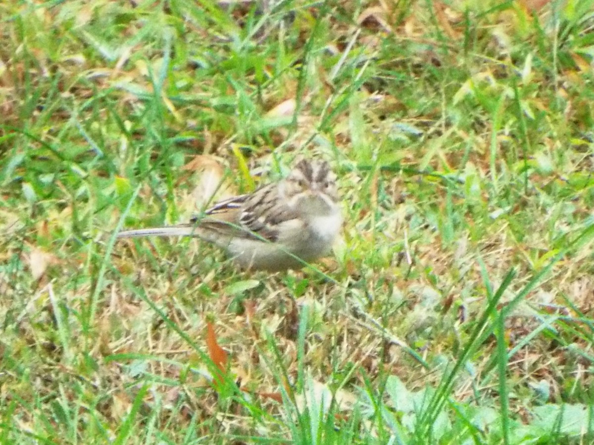 Clay-colored Sparrow - ML628829182