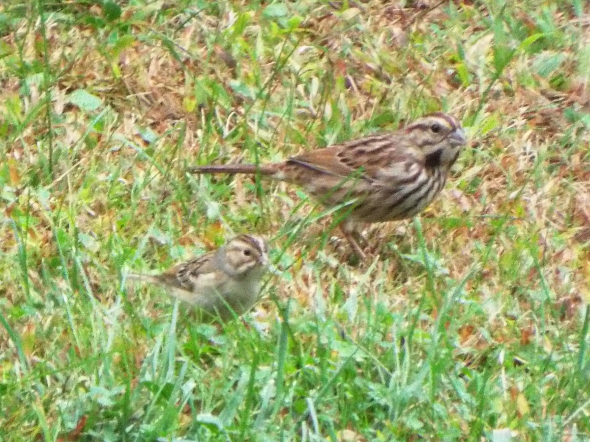 Clay-colored Sparrow - ML628829183