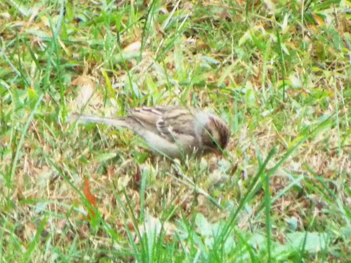 Clay-colored Sparrow - ML628829184