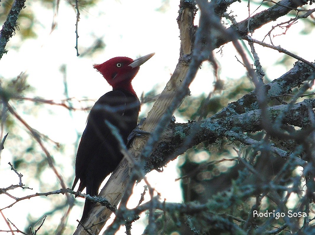 Cream-backed Woodpecker - Carlos Rodrigo Sosa