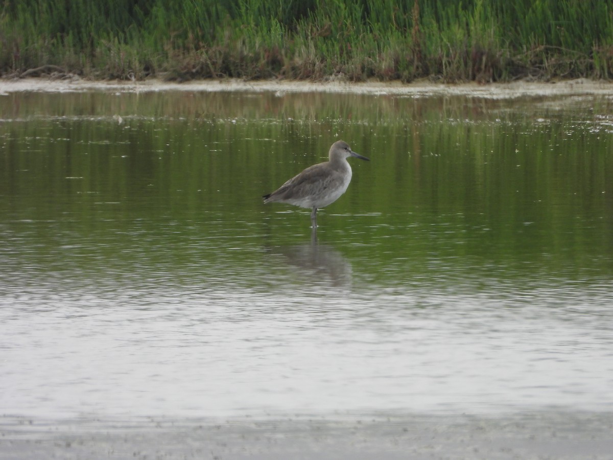 Willet - ML628829359