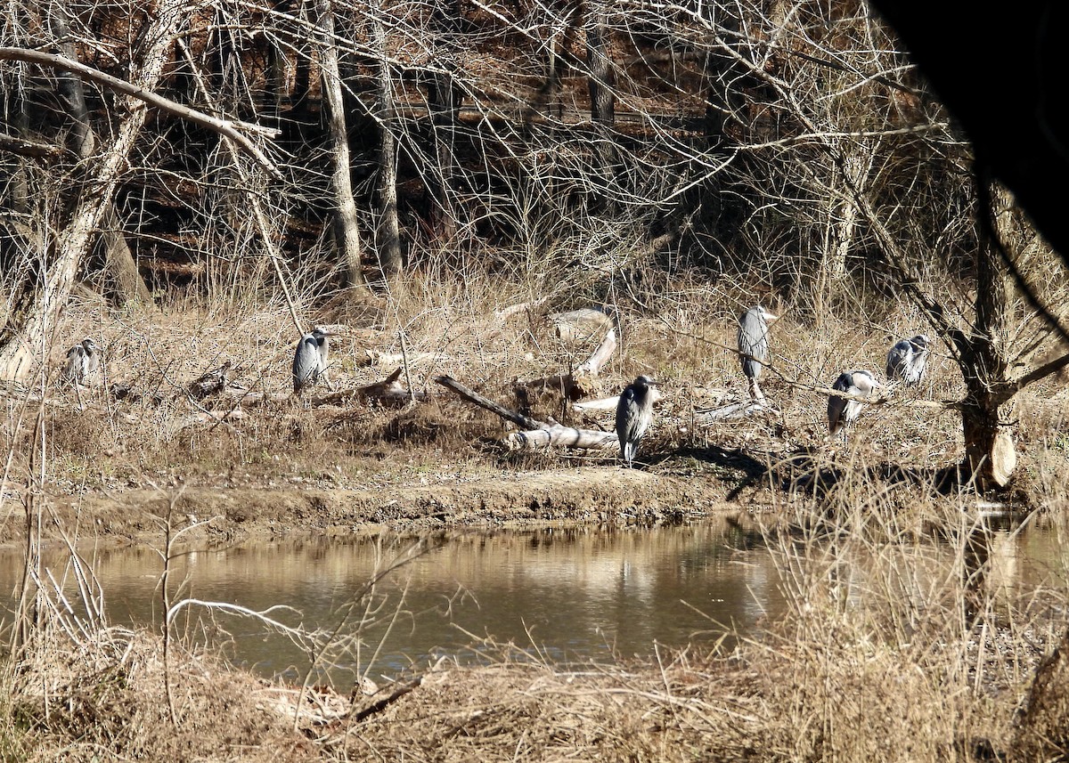 Great Blue Heron - ML628829365