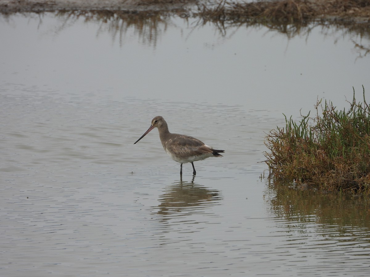 Hudsonian Godwit - ML628829384