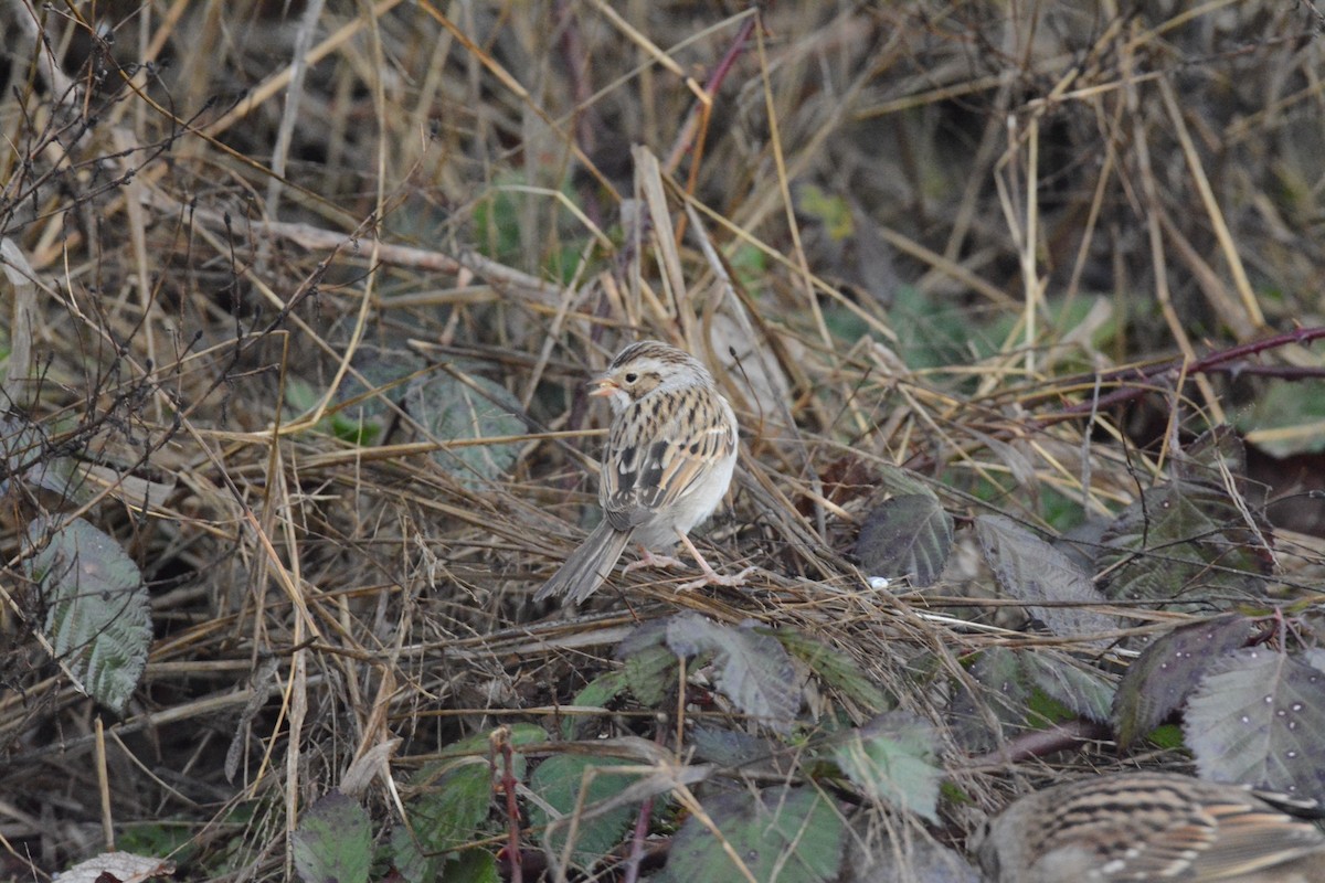 Clay-colored Sparrow - ML628829410