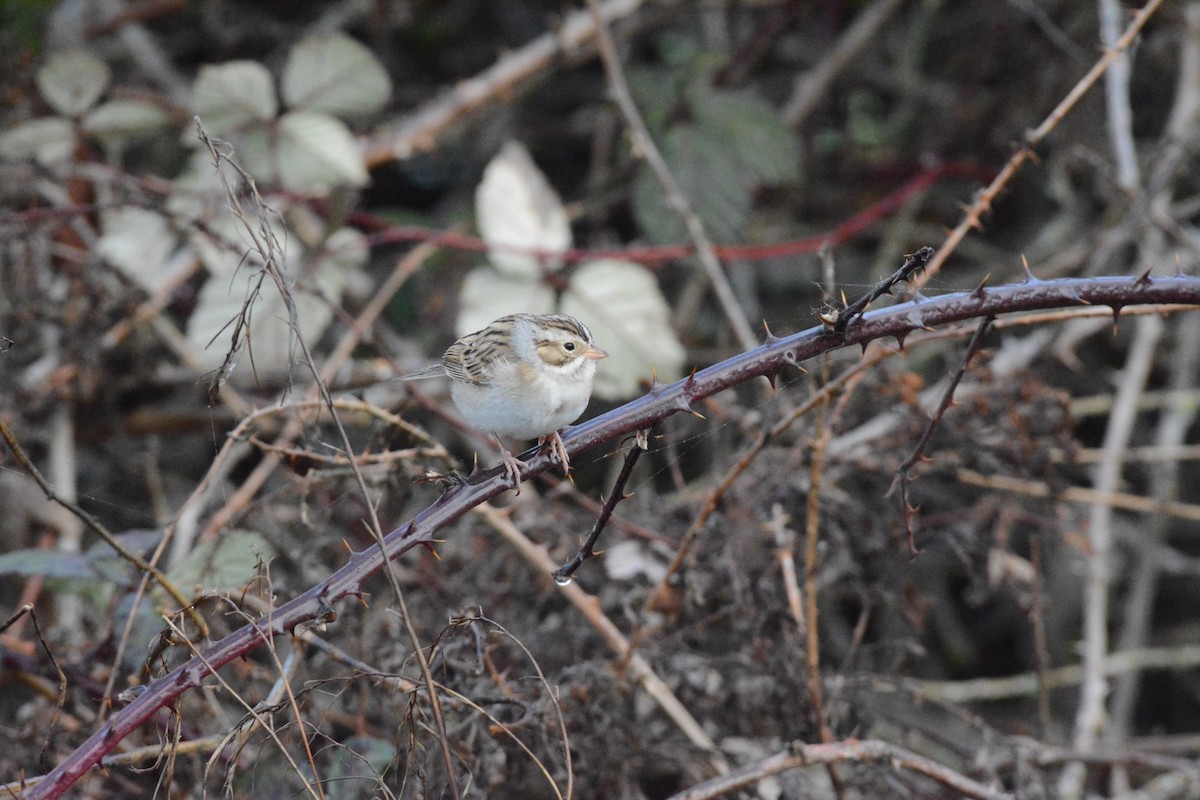 Clay-colored Sparrow - ML628829411