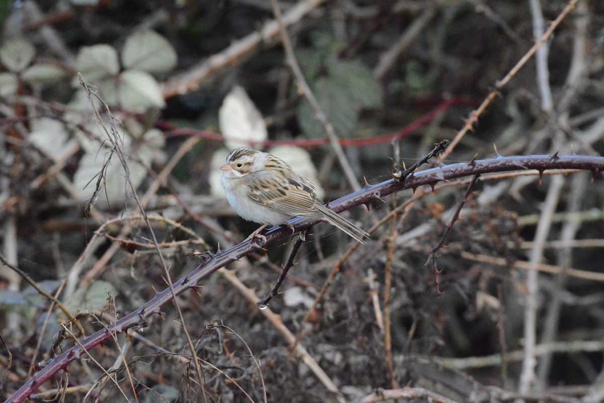 Clay-colored Sparrow - ML628829412