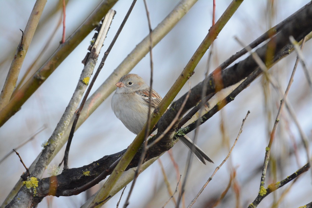 Field Sparrow - ML628829418