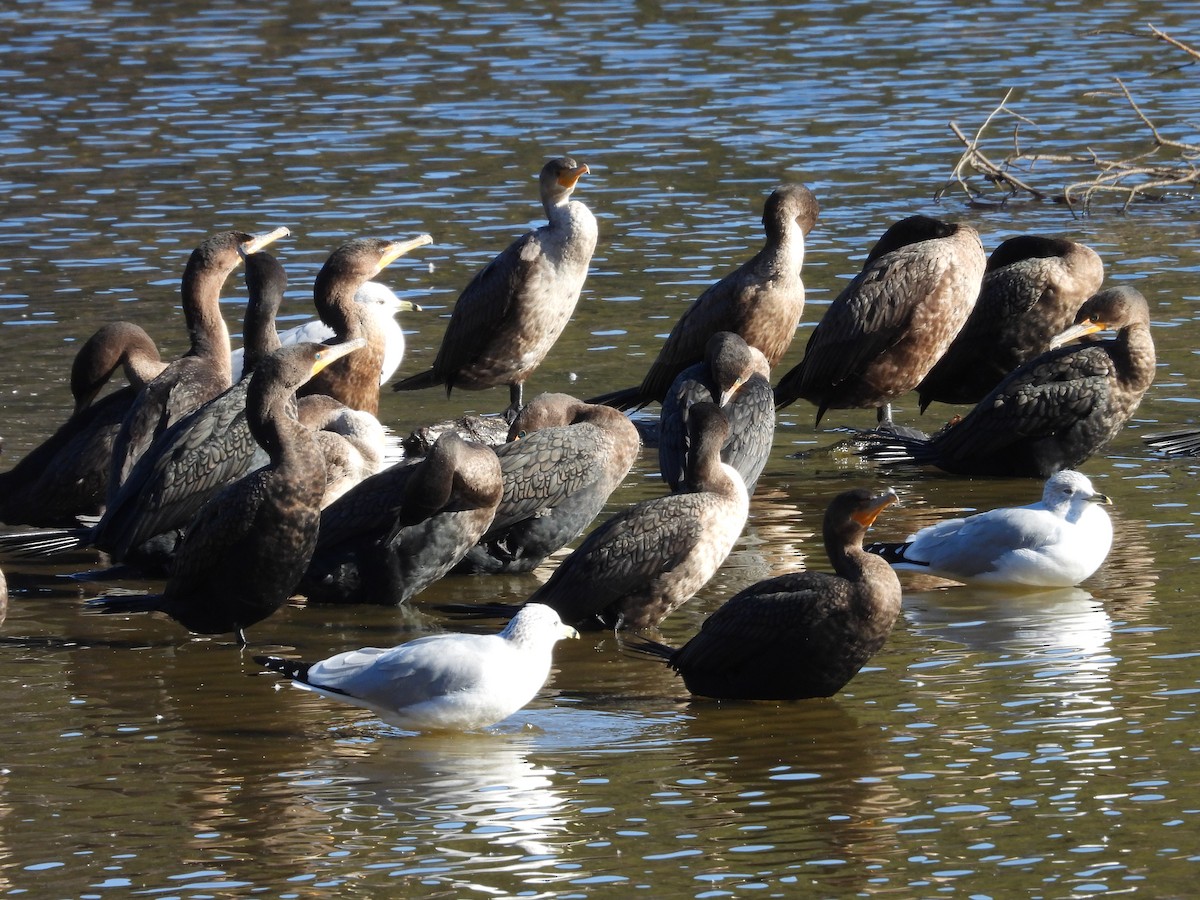 Double-crested Cormorant - ML628829437