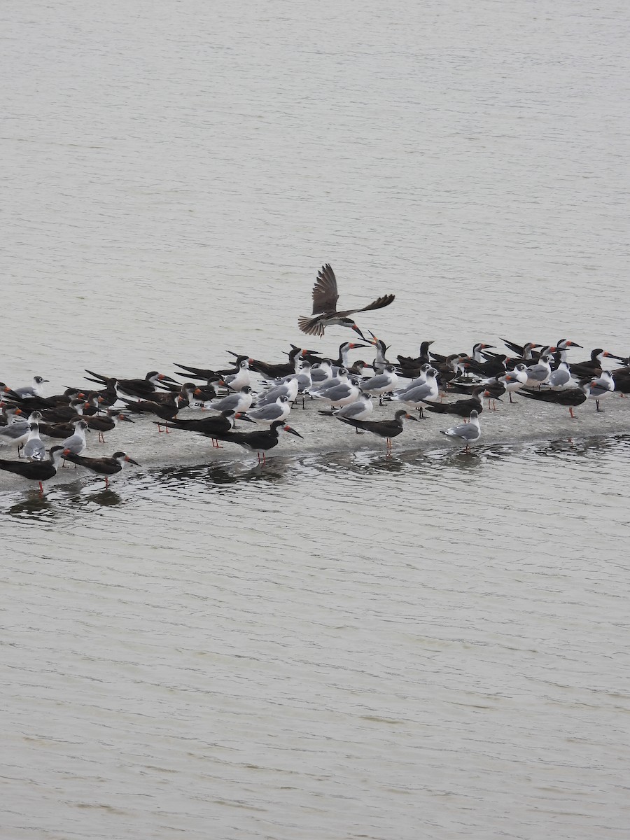 Black Skimmer - ML628829438