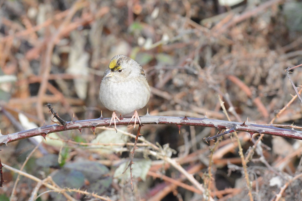 Golden-crowned Sparrow - ML628829445