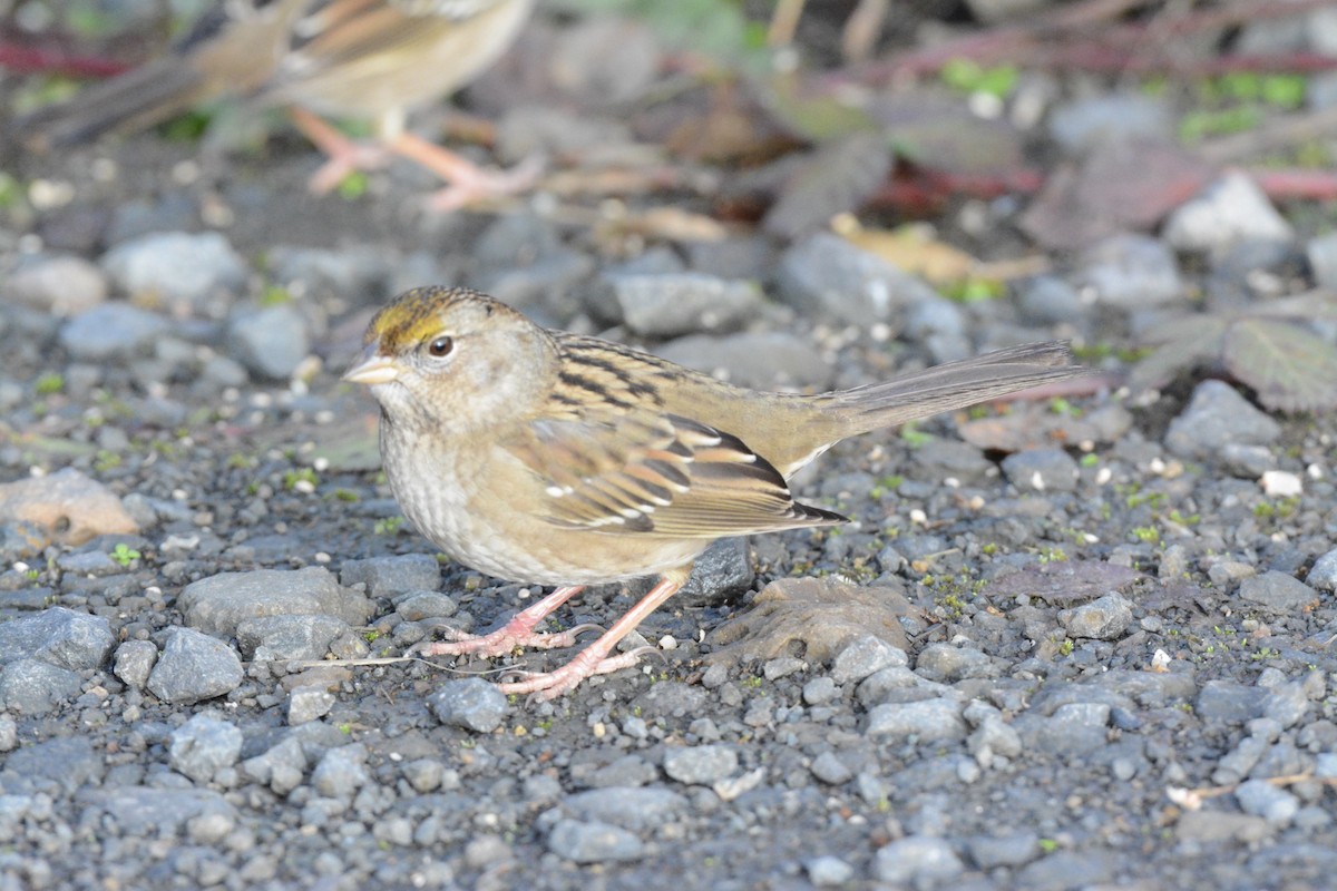 Golden-crowned Sparrow - ML628829446