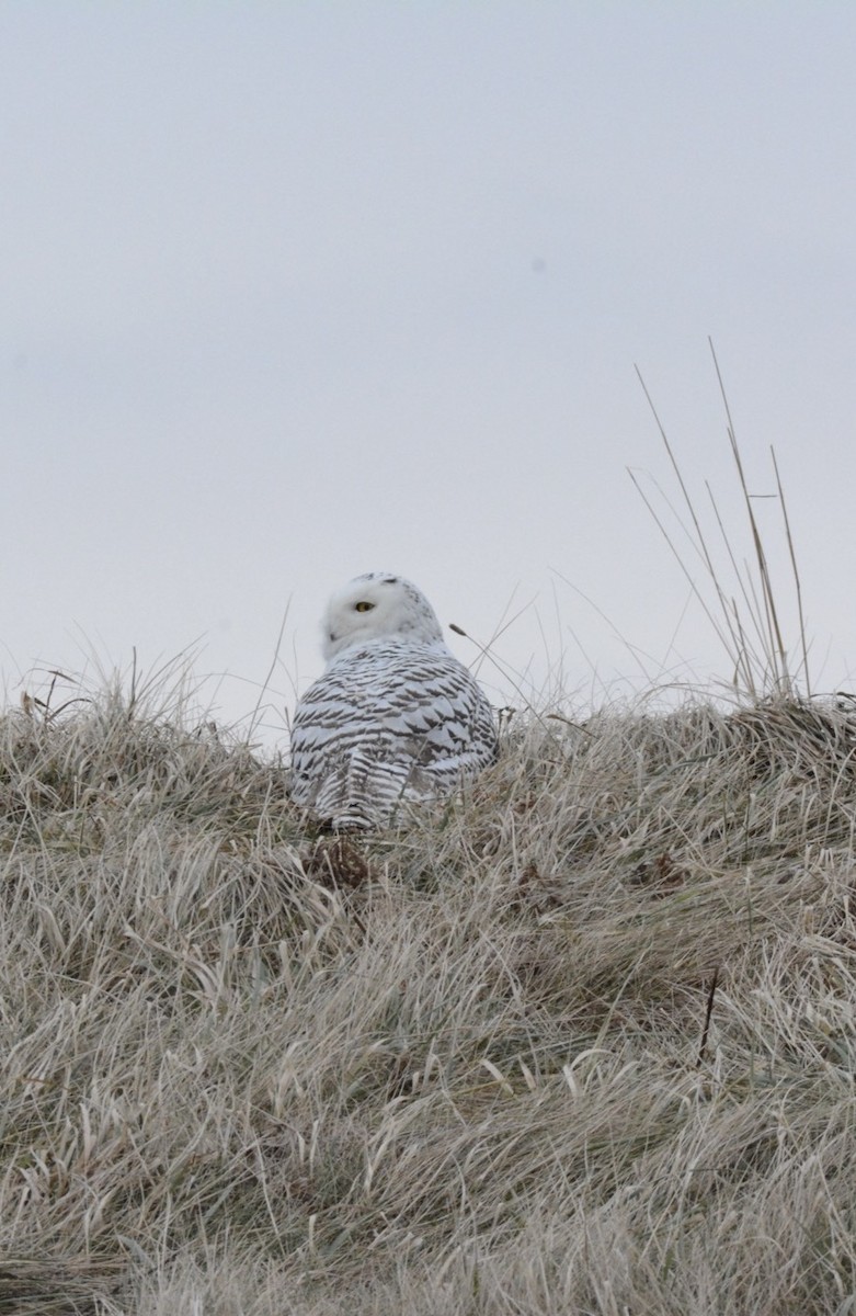 Snowy Owl - ML628829520