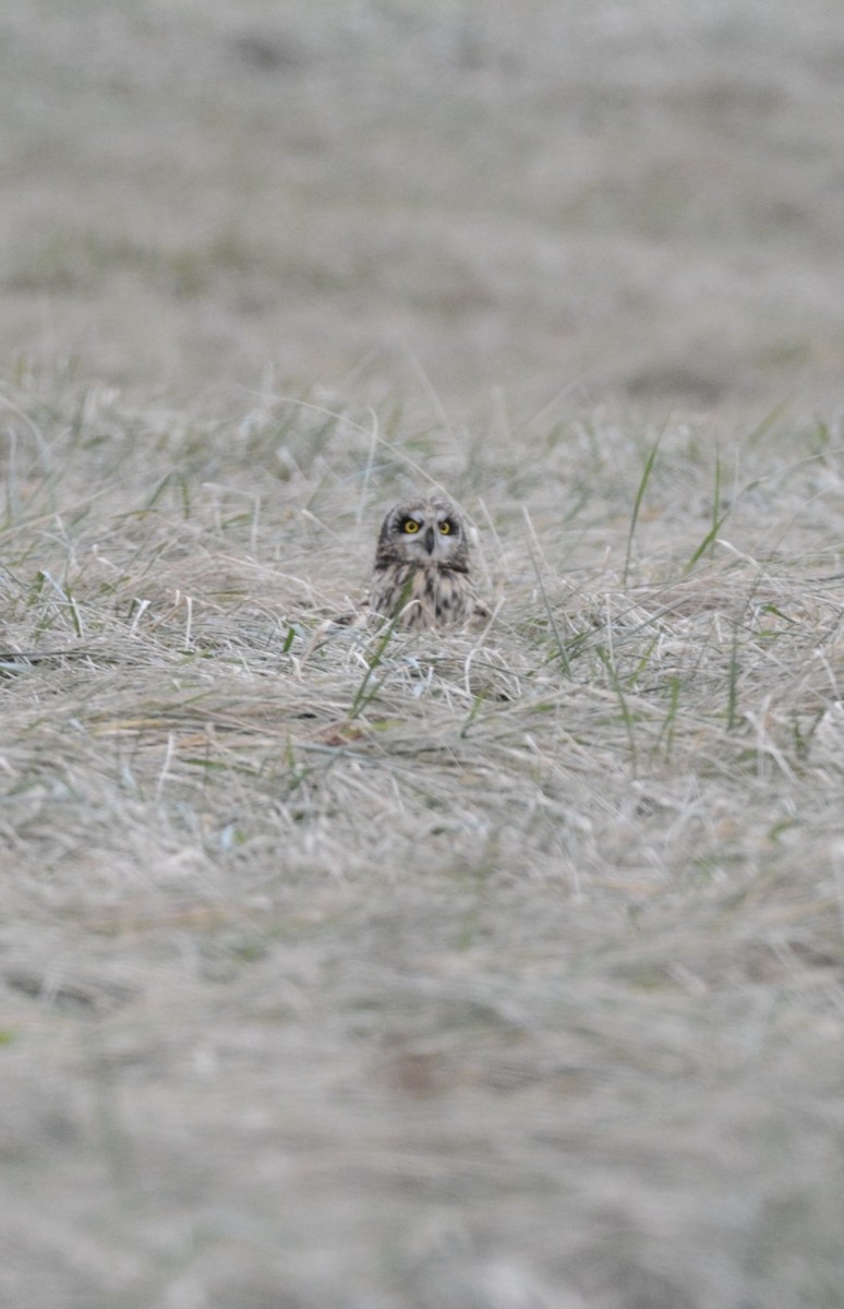 Short-eared Owl - ML628829527