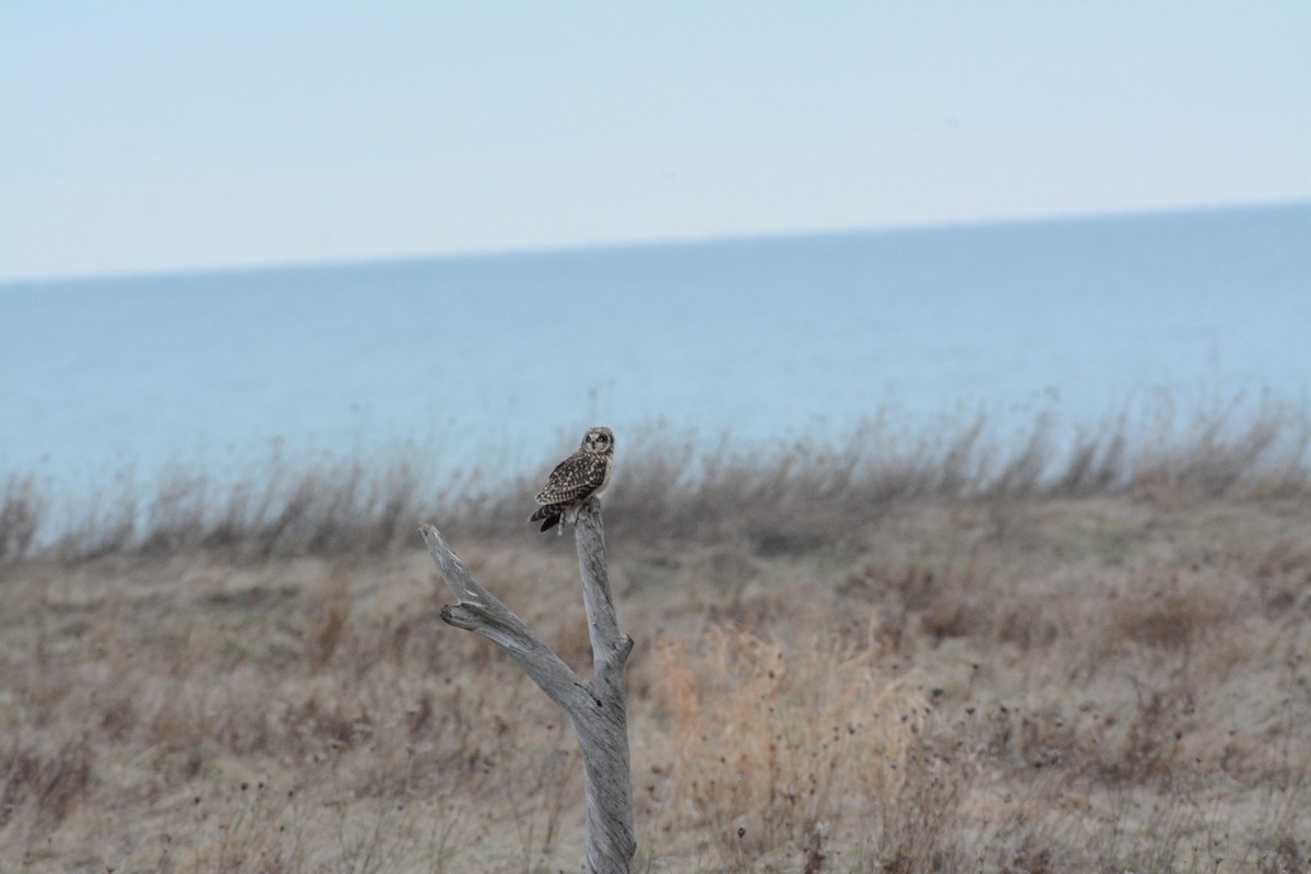 Short-eared Owl - ML628829528