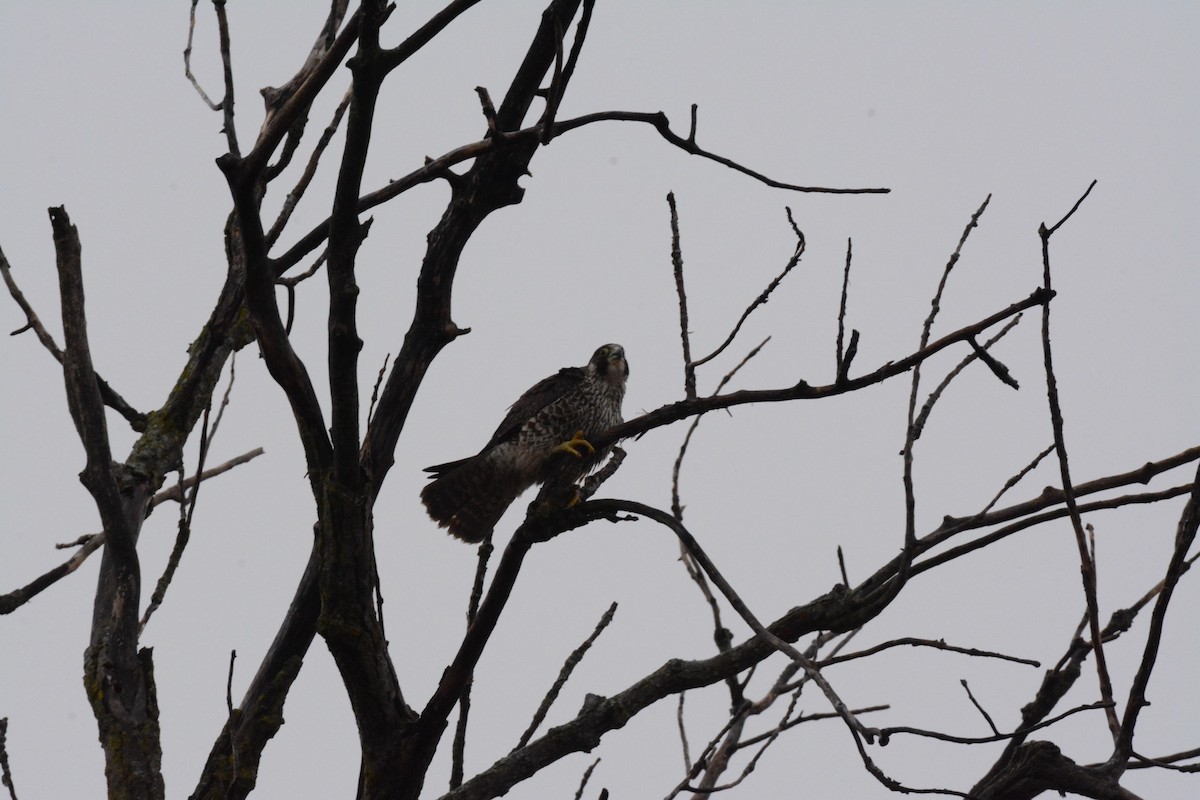 Peregrine Falcon - ML628829555