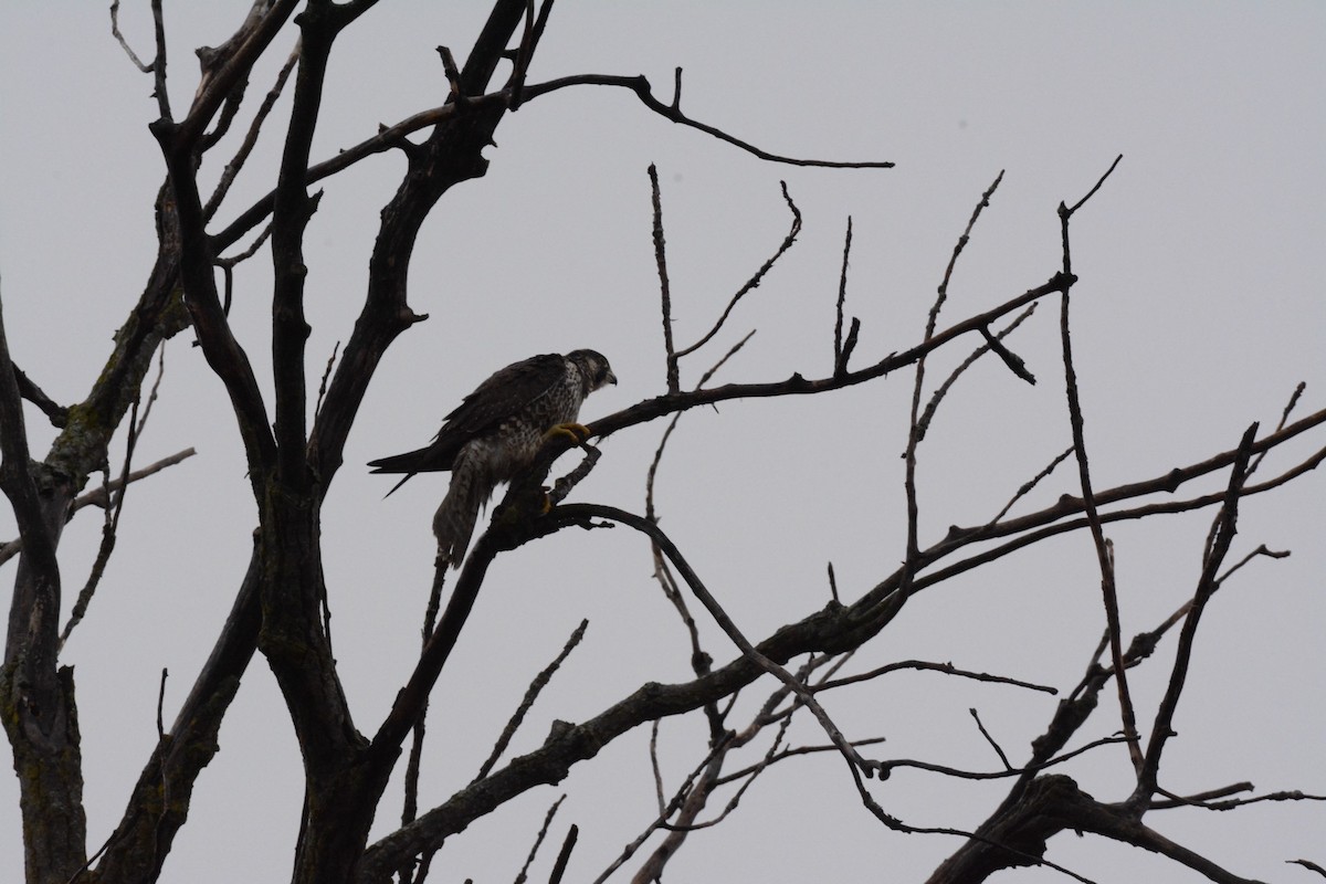 Peregrine Falcon - ML628829556
