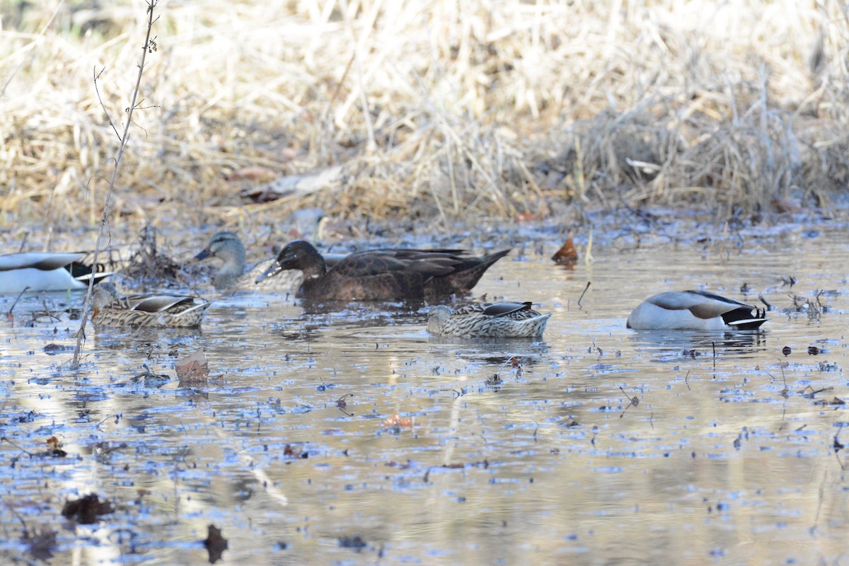 duck sp. - ML628829601