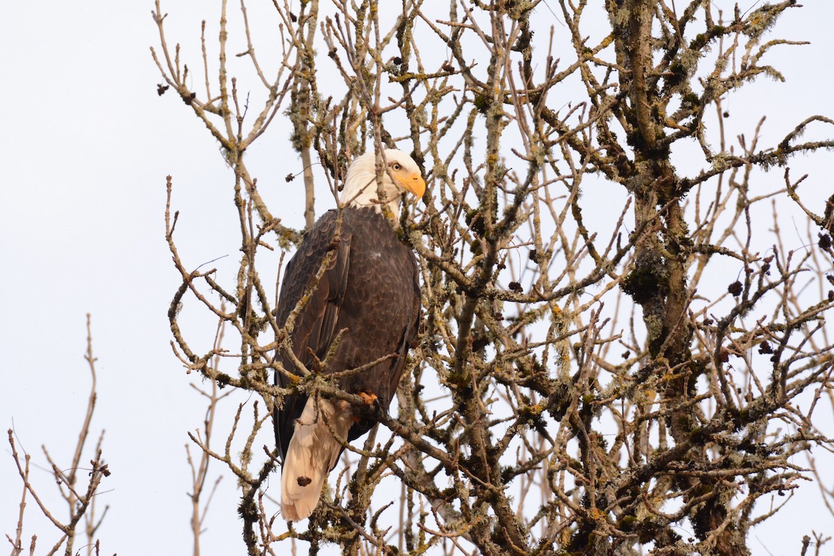 Bald Eagle - ML628829657