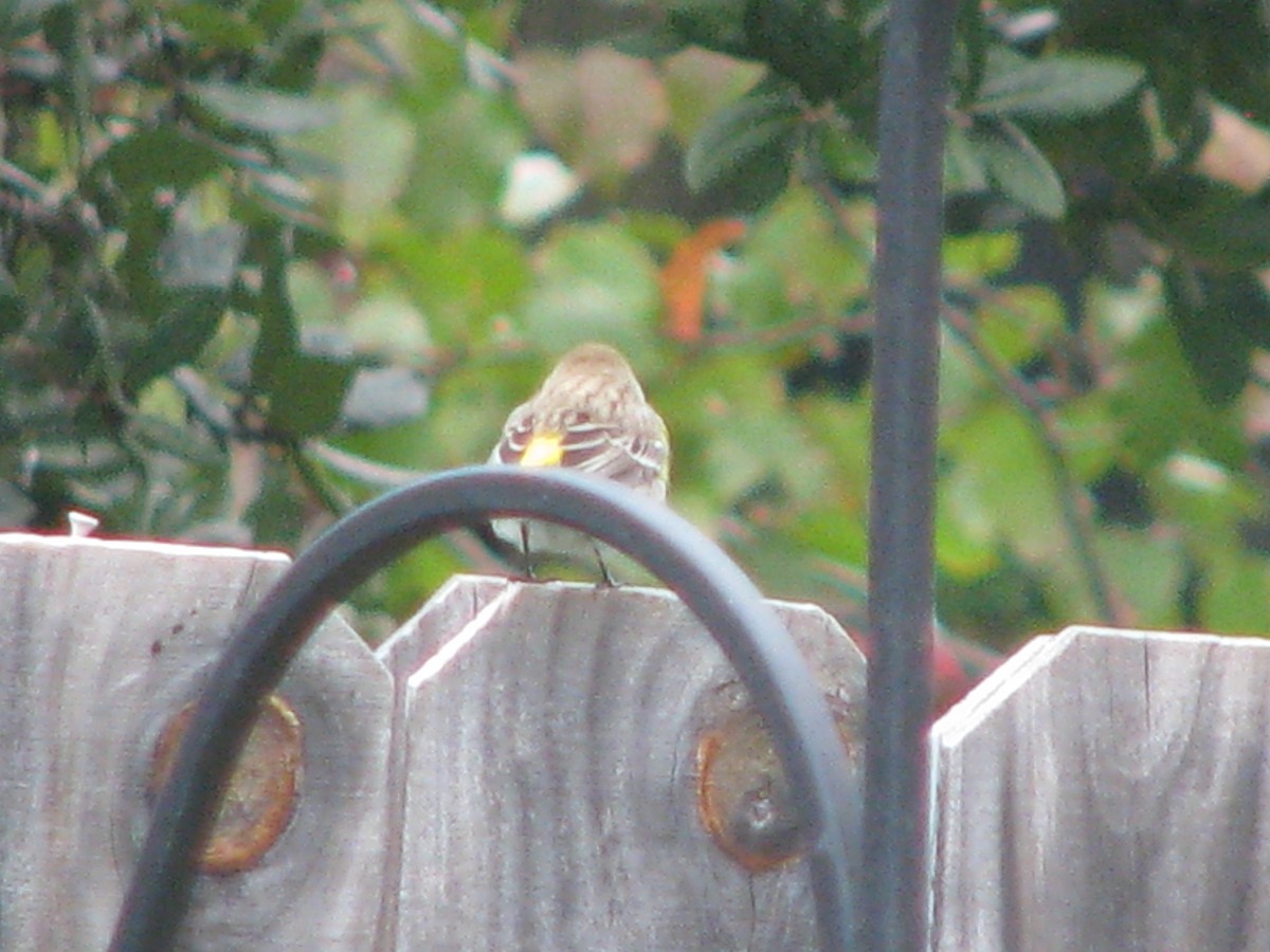 Taçlı Ötleğen - ML628829859