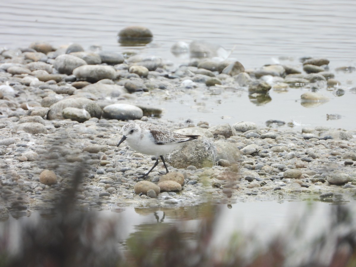 Гурвалж элсэг - ML628829955