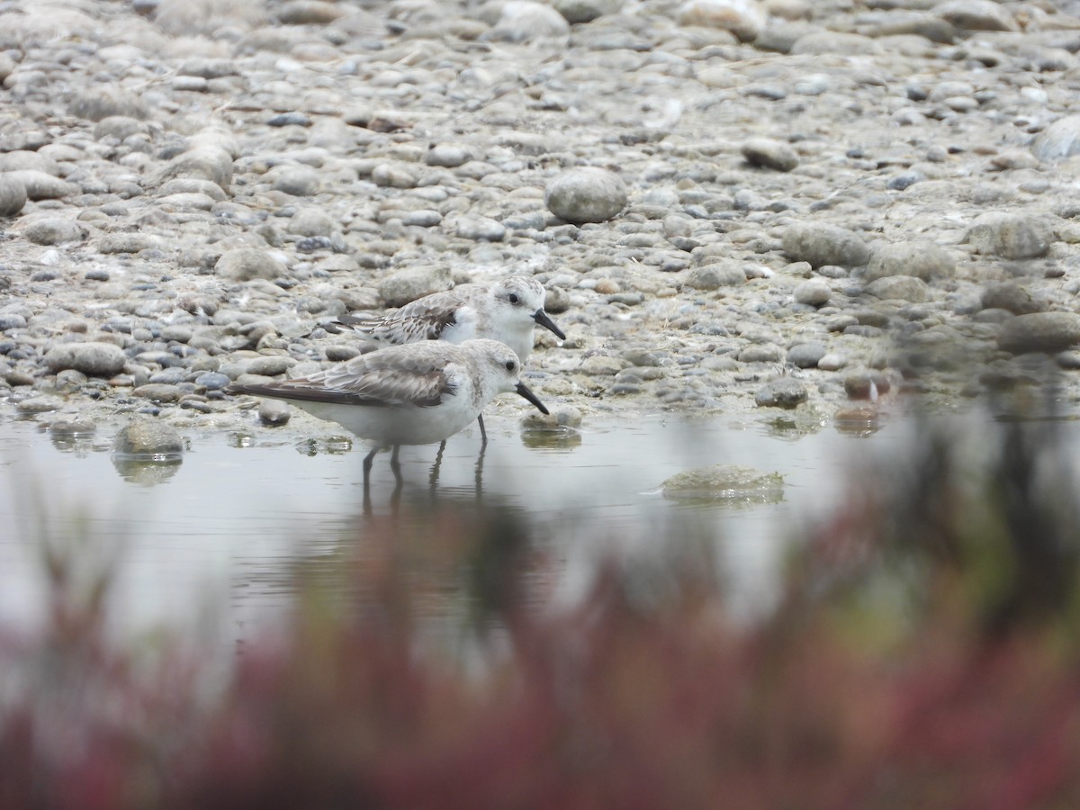 Гурвалж элсэг - ML628829957