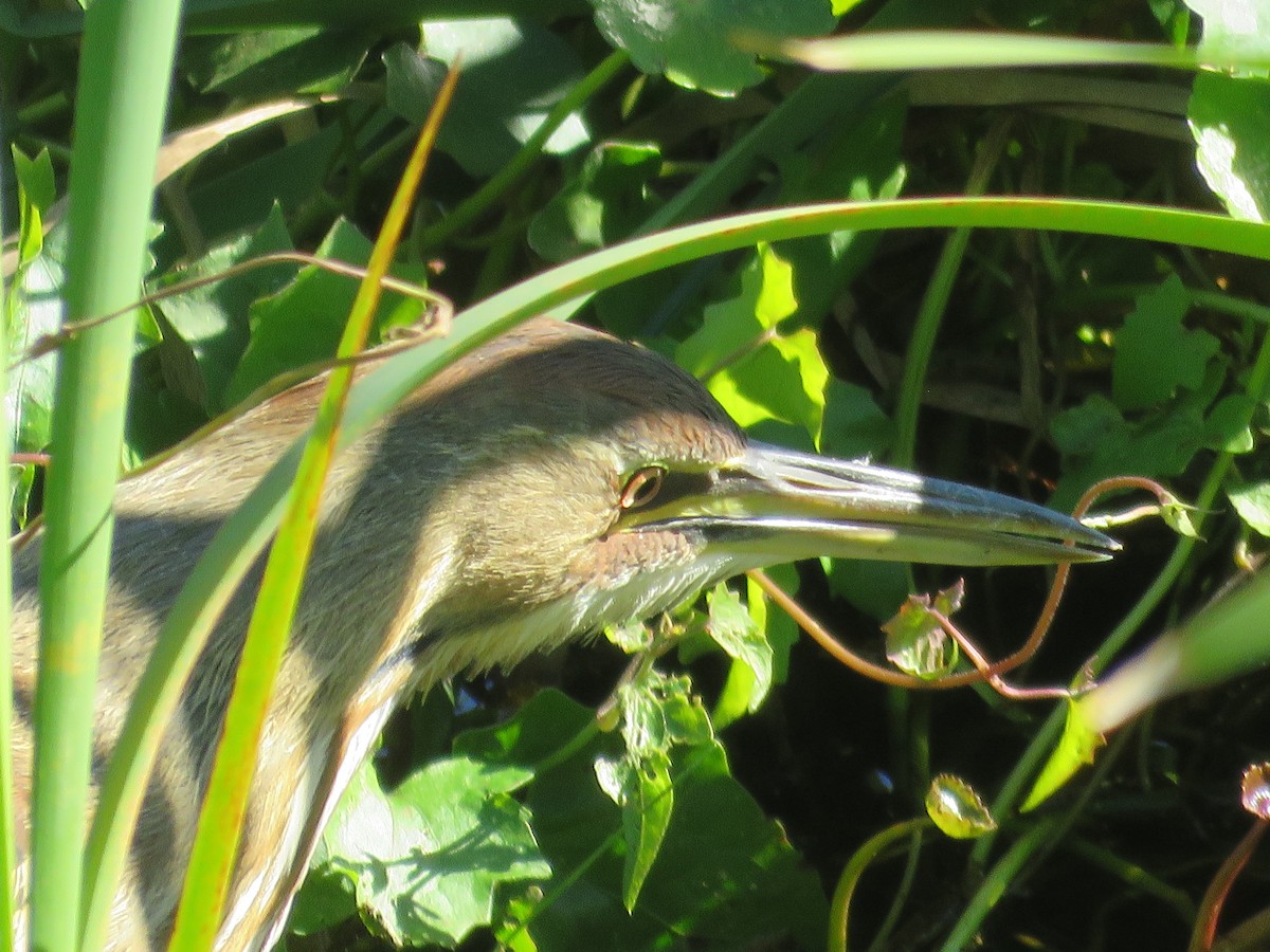 American Bittern - ML628830118