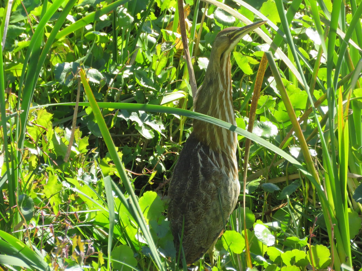 American Bittern - ML628830120