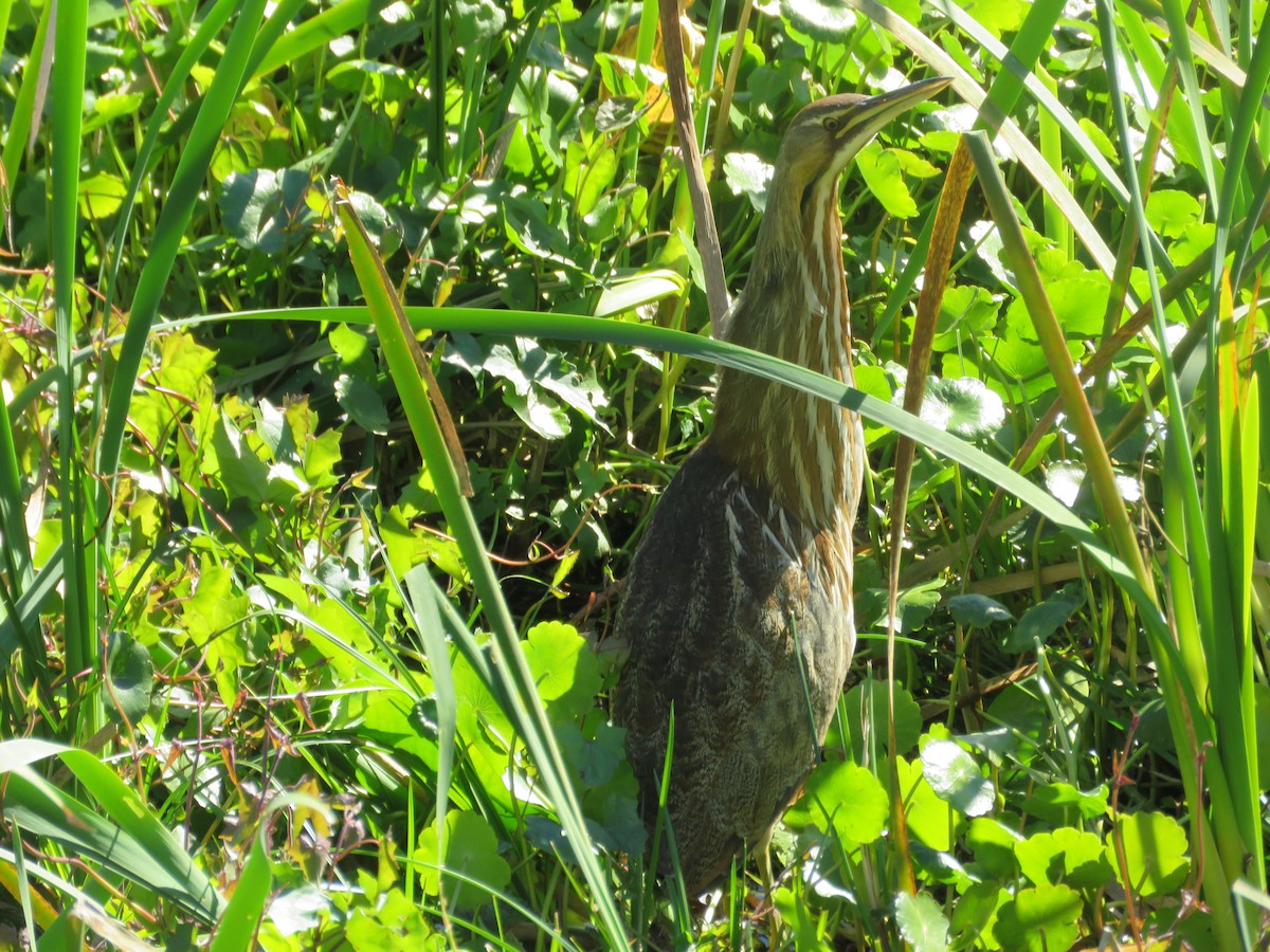 American Bittern - ML628830121