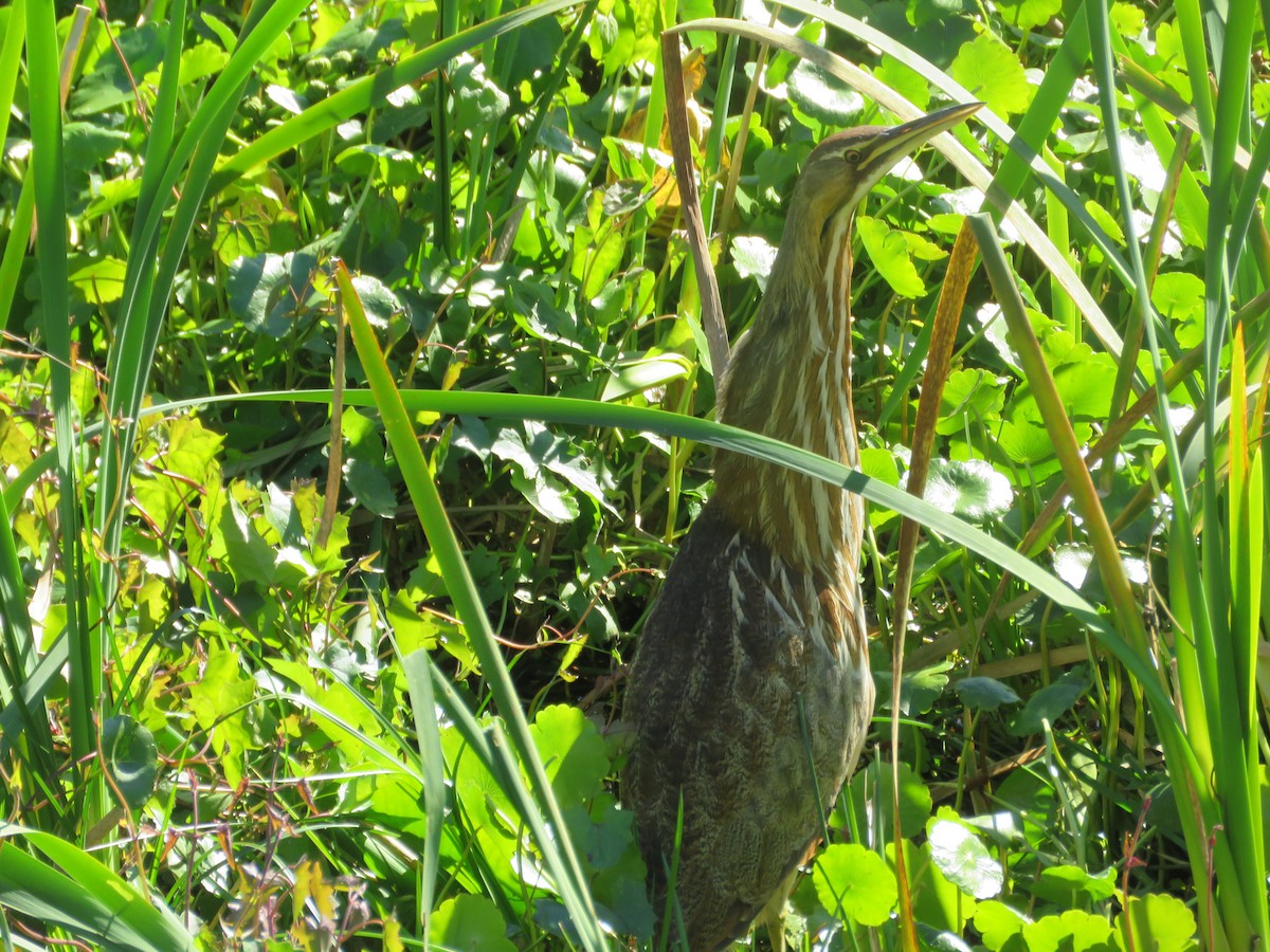 American Bittern - ML628830122
