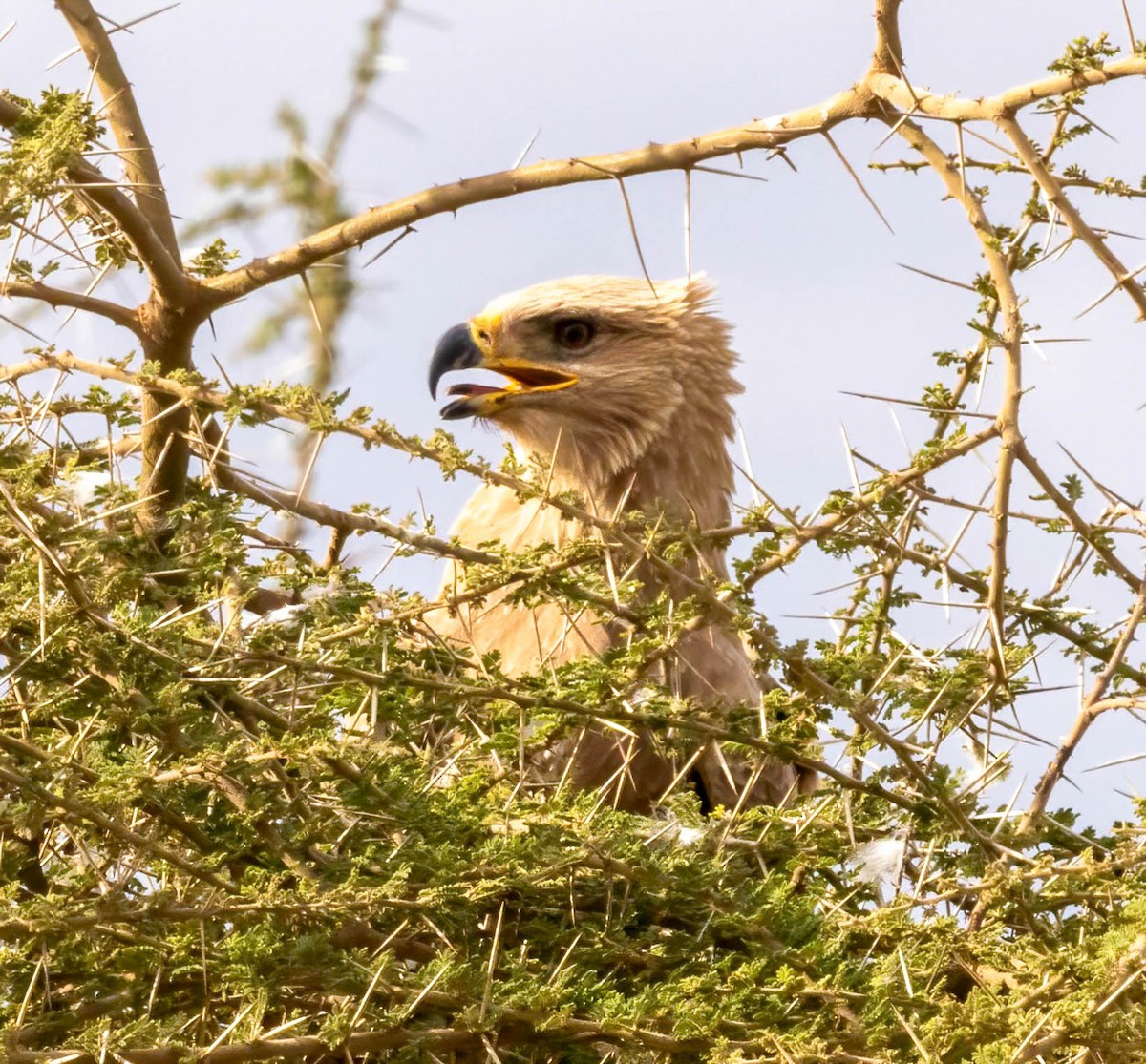 Tawny Eagle - ML628830217