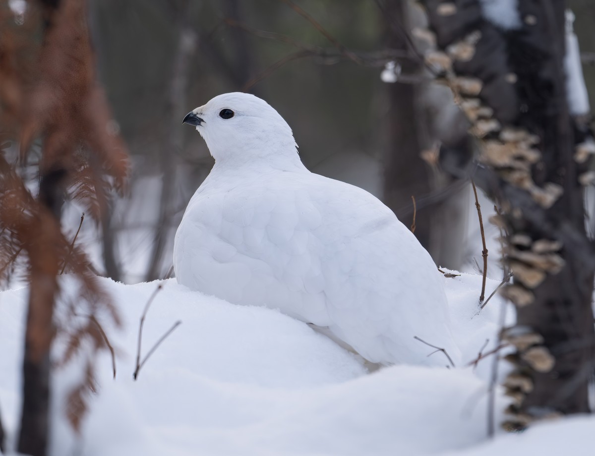 Willow Ptarmigan - ML628830386